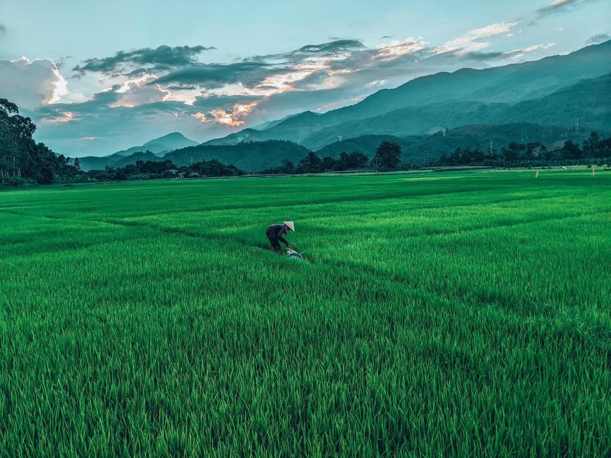 Hoi An Paddy House Homestay Luaran gambar